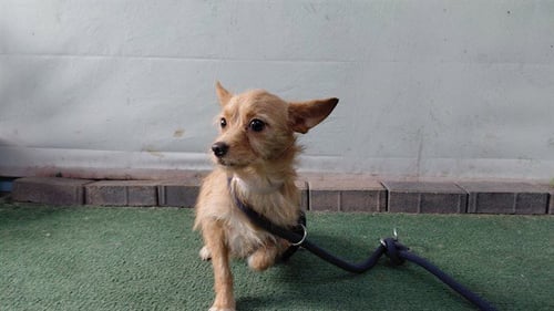 LASSIE - Chihuahua / Terrier available for adoption