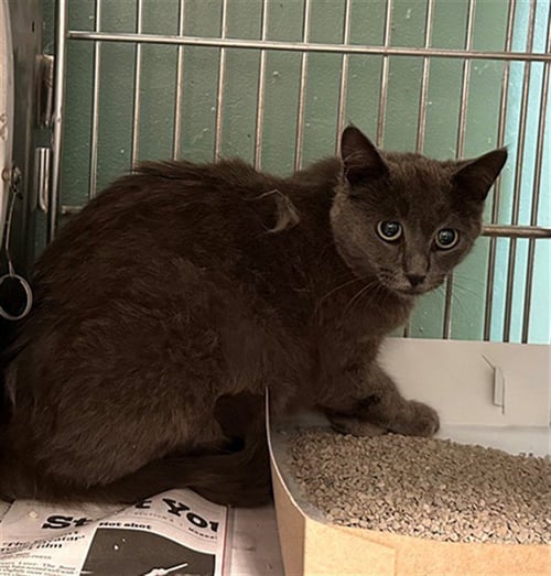 A5769237 - Domestic Short Hair available for adoption