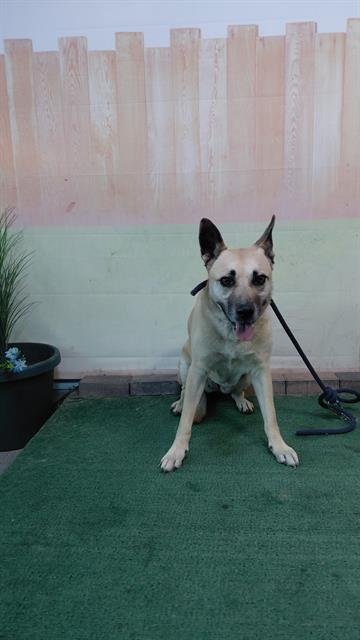 DORA - German Shepherd Dog available for adoption