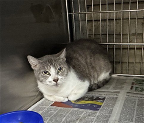 LALA - Domestic Short Hair available for adoption