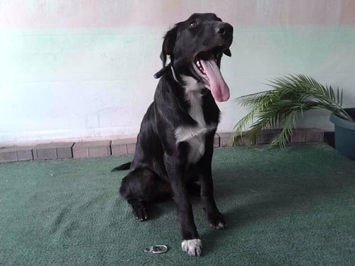 MANGAS BARON - Flat-coated Retriever available for adoption