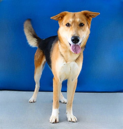 ZION - German Shepherd Dog / Doberman Pinscher available for adoption