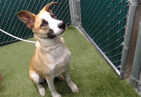 BANDI Image