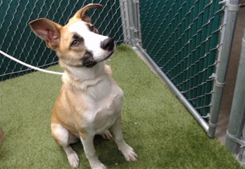 BANDI - German Shepherd Dog / Australian Cattle Dog/Blue Heeler available for adoption