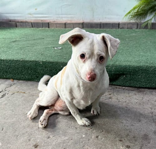 BAMBI - Chihuahua available for adoption