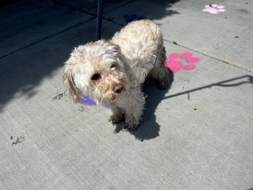 LAYLA - Maltese / Poodle (Miniature) available for adoption