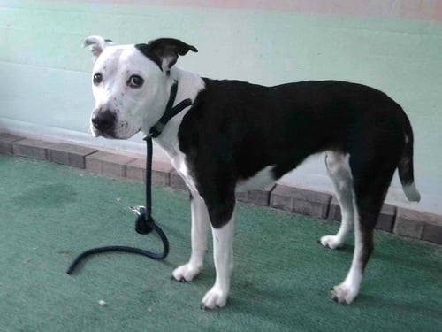 BABY LOYALTY - Pit Bull Terrier available for adoption