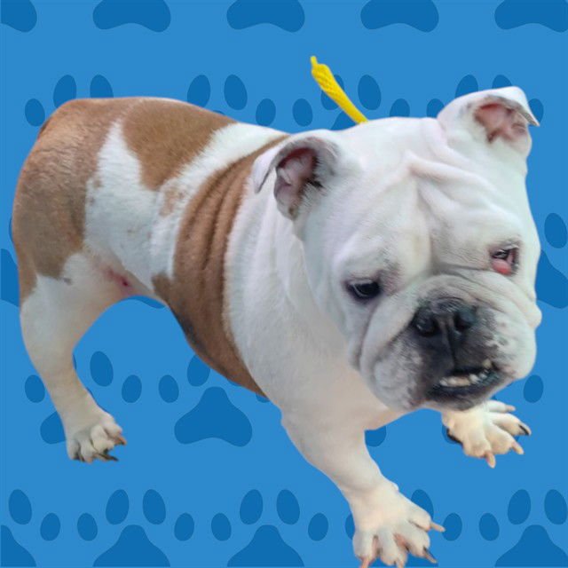 COOKIE - English Bulldog available for adoption