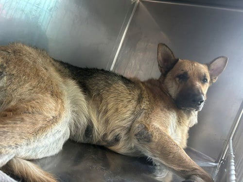 MELODY - German Shepherd Dog available for adoption