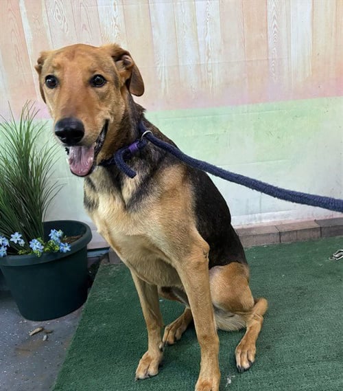 LUNA - German Shepherd Dog available for adoption