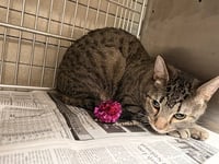 TABBY - Photo 1