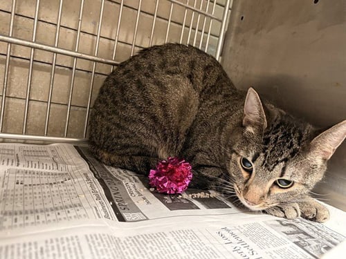 TABBY - Domestic Short Hair available for adoption