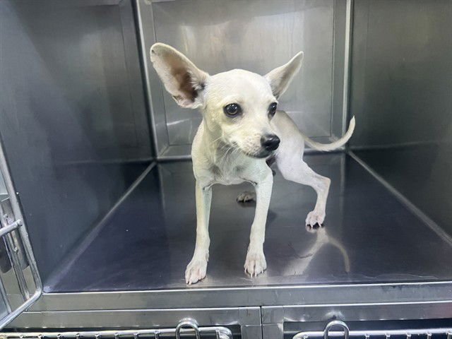 OBI - Chihuahua available for adoption