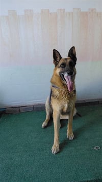 ZARKO - Photo 1