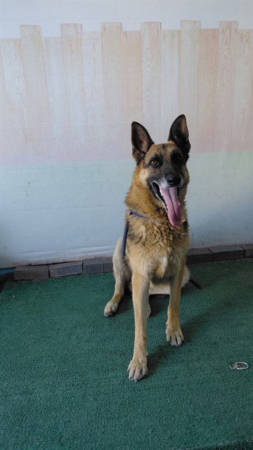 ZARKO - German Shepherd Dog available for adoption
