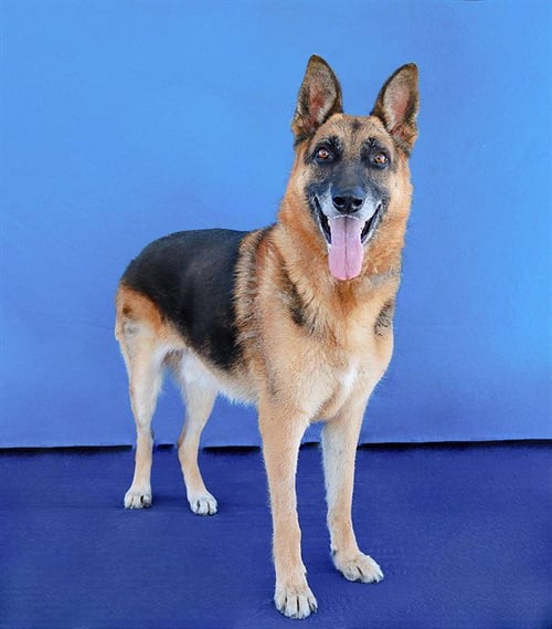 ZARKO - German Shepherd Dog available for adoption