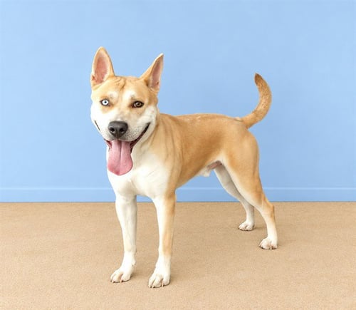 MIKEY - Siberian Husky available for adoption