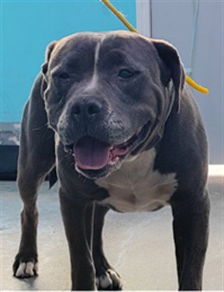 MONIQUE - Pit Bull Terrier available for adoption