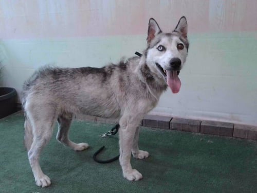 BLUE - Siberian Husky available for adoption