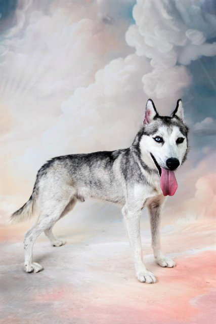BLUE - Siberian Husky available for adoption