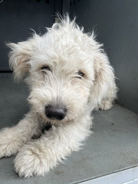A5807114 - Poodle (Miniature) available for adoption