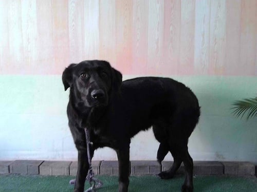 SABRINA - Labrador Retriever available for adoption