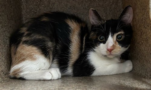 SNOWFLAKE - Domestic Short Hair available for adoption