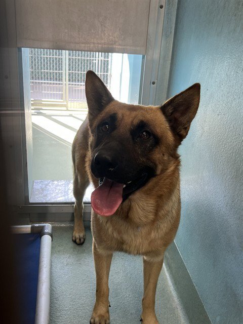 A5802372 - German Shepherd Dog available for adoption
