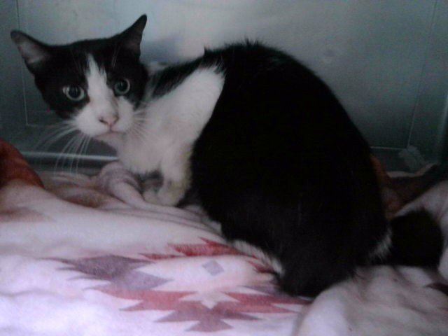 TANGO Image