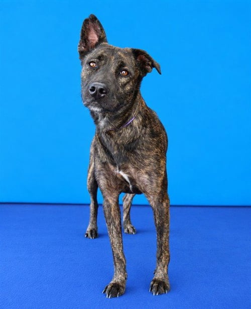 PHOENIX - Dutch Shepherd available for adoption