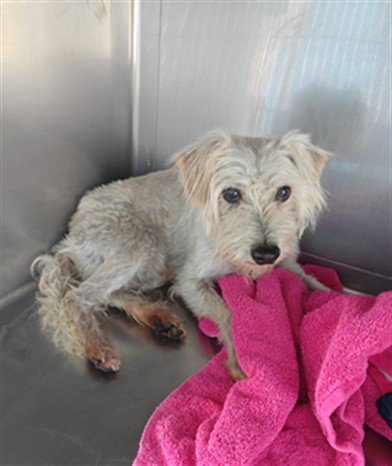 BUTTERCUP - Terrier available for adoption