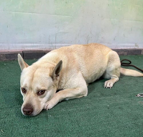 ZEUS - Labrador Retriever available for adoption