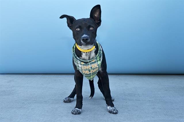 OREO - German Shepherd Dog available for adoption