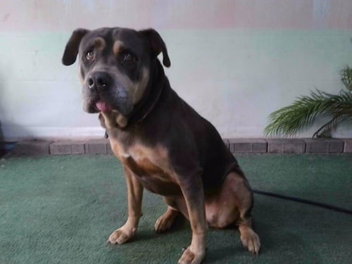 SKY - Pit Bull Terrier available for adoption