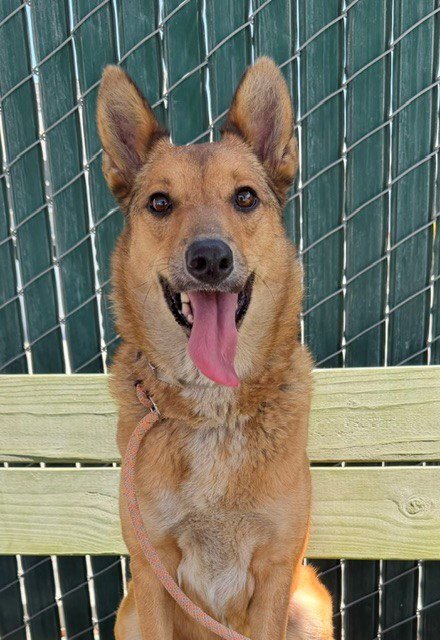 BELLA - Jindo (Korean) / German Shepherd Dog available for adoption