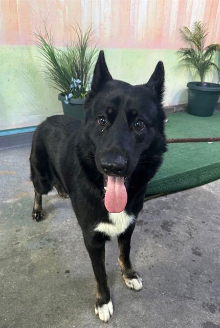 REMI - German Shepherd Dog / Husky available for adoption