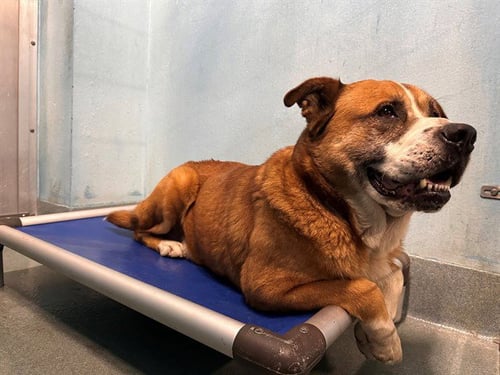 BEAR - Saint Bernard / Akita available for adoption