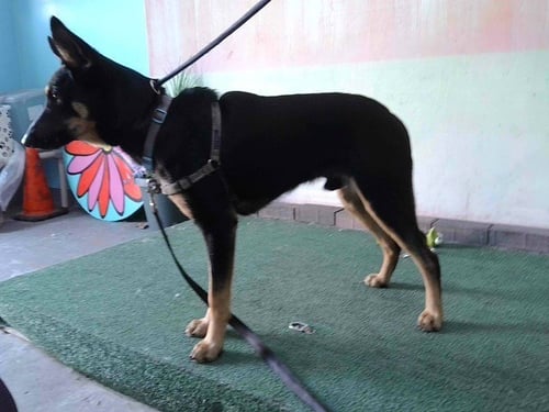 OZZY - German Shepherd Dog available for adoption