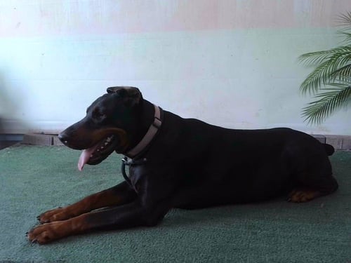 TERESA - Doberman Pinscher available for adoption