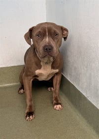 PERLA - Photo 1