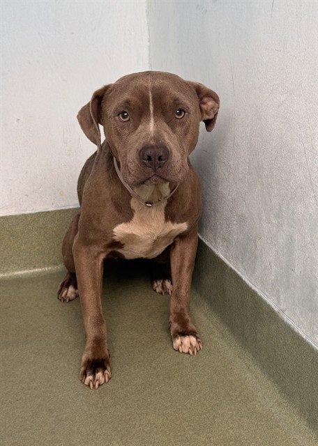 PERLA - Pit Bull Terrier available for adoption