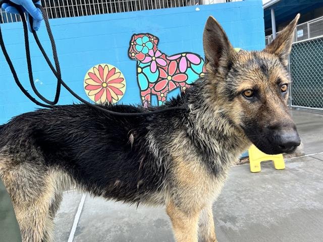 BILLY THE KID - German Shepherd Dog available for adoption