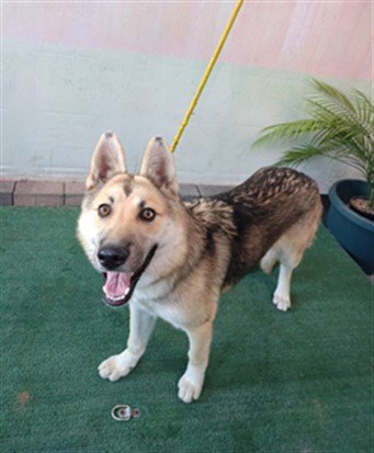 NUGGET - German Shepherd Dog available for adoption