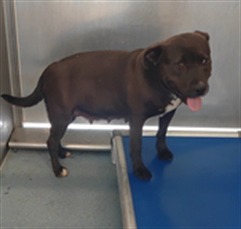 VALENTINA - Pit Bull Terrier available for adoption