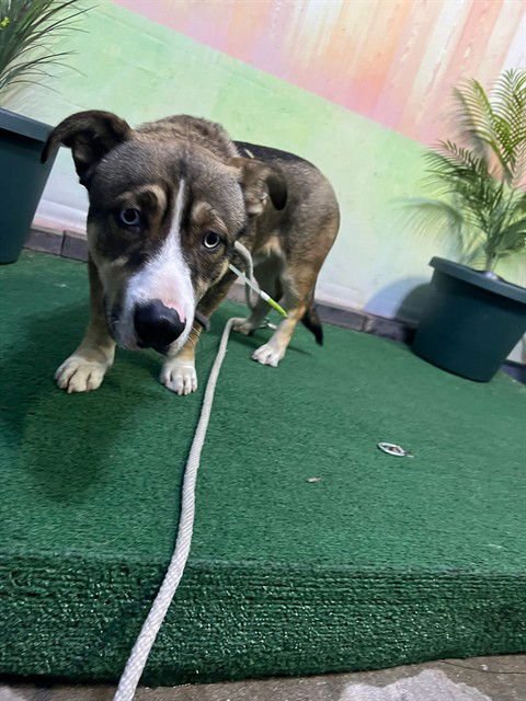 SIMBA - Siberian Husky available for adoption