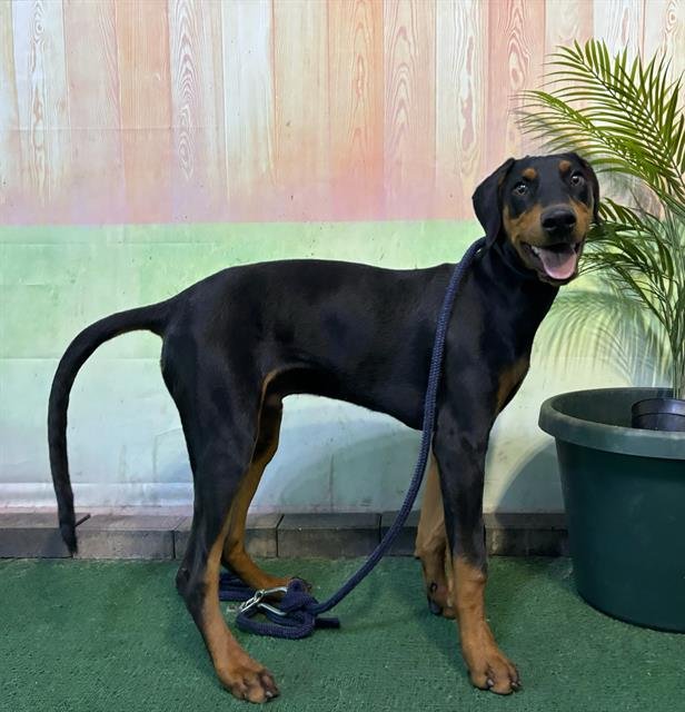 NIX - Doberman Pinscher available for adoption