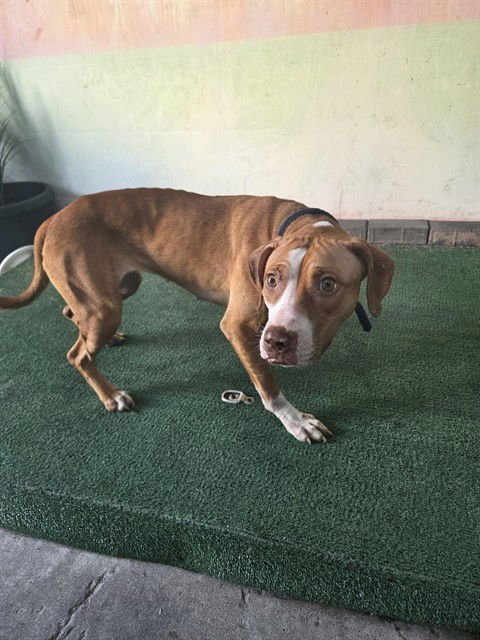 TERA - Pit Bull Terrier available for adoption
