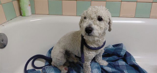 BENTLEY - Poodle (Toy) available for adoption