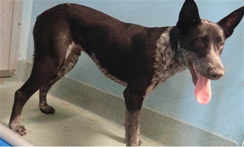 CAL - Pointer / Australian Kelpie available for adoption
