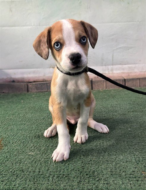CARAMEL - Beagle available for adoption